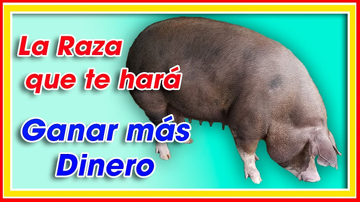 Las GRANDES VIRTUDES del CERDO DUROC ǀ Ing. Jannin Hernández Blandón MSc