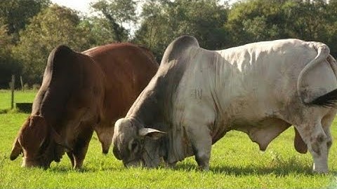 World’s Biggest Brahman Bull – You Won’t Believe Its Size!