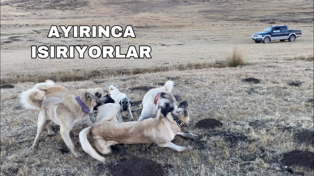 GELDİ KÖPEKLERİ BOĞUŞTURDU - DEV KÖPEĞE DALDILAR ! TEK BAŞIMA AYIRMAM İMKANSIZ