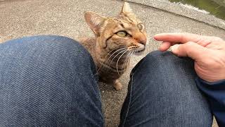 とにかく人が大好きな野良猫、撫でられにやって来た