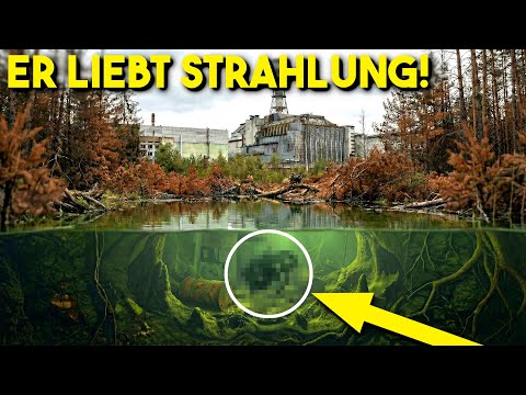 A black mutant is swimming in Chernobyl's waters!
