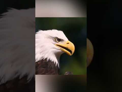 Águila ataca y mata a un Perro