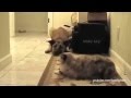 Download Приколы! Ты не пройдёшь собака )) Доминирующие коты! 2014 Funny Cats vs Dogs Compilation Приколы! Ты не пройдёшь собака )) Доминирующие коты! 2014 Funny Cats vs Dogs Compilation