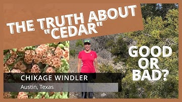 The Truth About Cedar - It