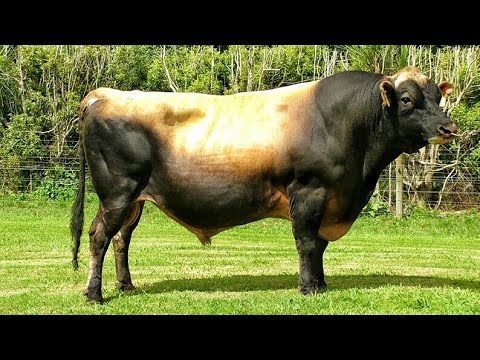 jersey bull