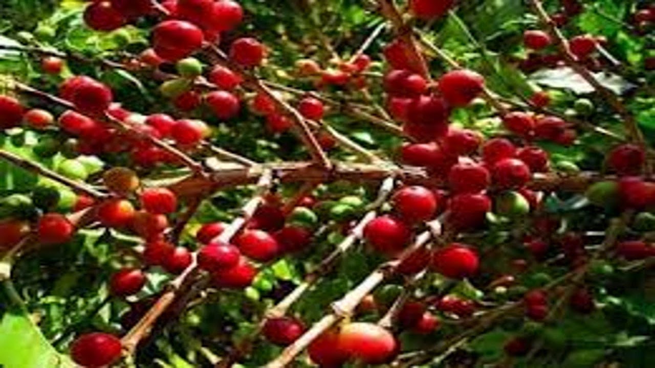 شجرة البن ما تقطع الخرمة - جناح الصقر (جلسة طرب)