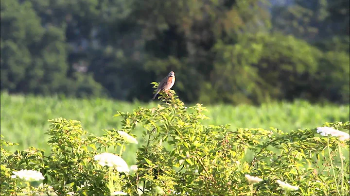 Dickcissel