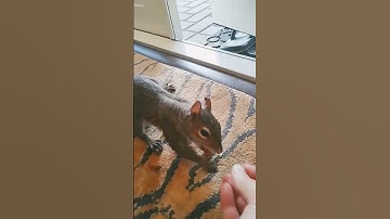 Eddie is a Handsome Cute Squirrel 🐿️ #squirrels #squirrel #pets #wildlife