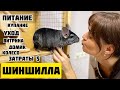 Шиншилла: уход, еда, купание, клетка, затраты и цена