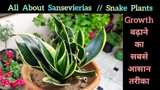 Snake plant care, sansevierias की growth को बढ़ाने का आसान तरीका, Snake plant cutting propagation