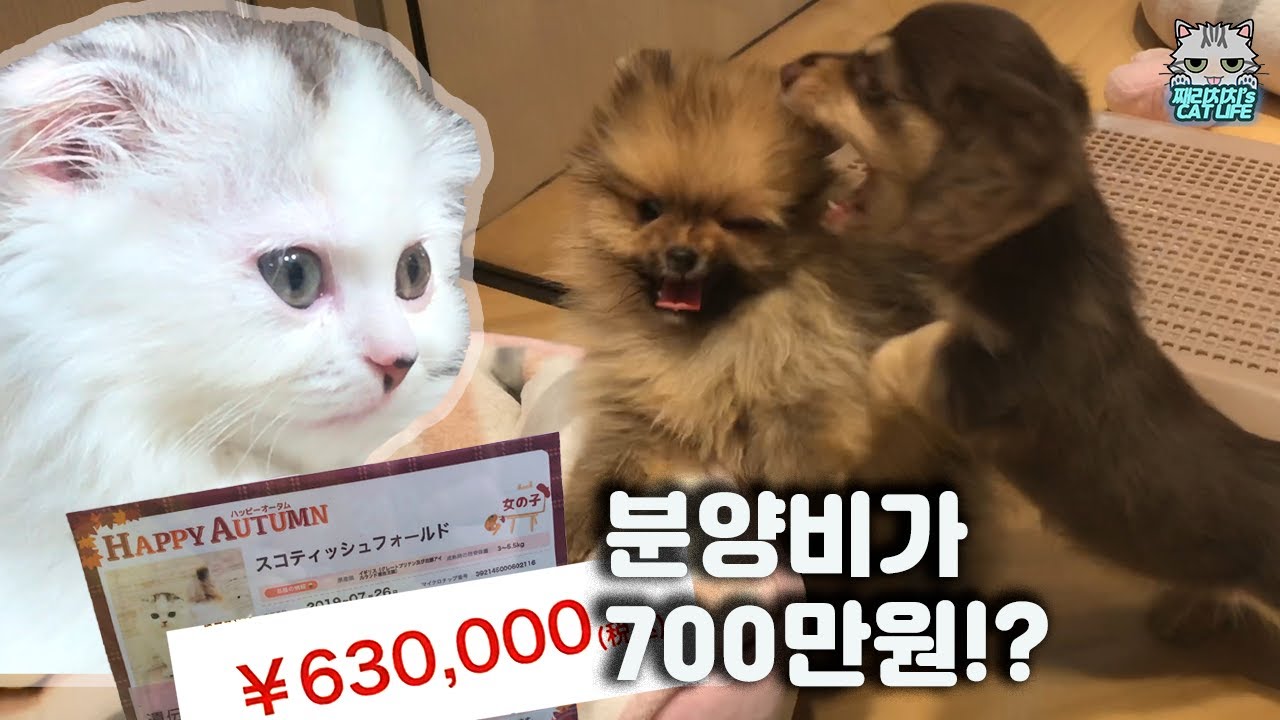 kor-eng-700-went-to-the-pet-shop-in