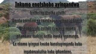 Iqhalo Inkomo Enetshoba