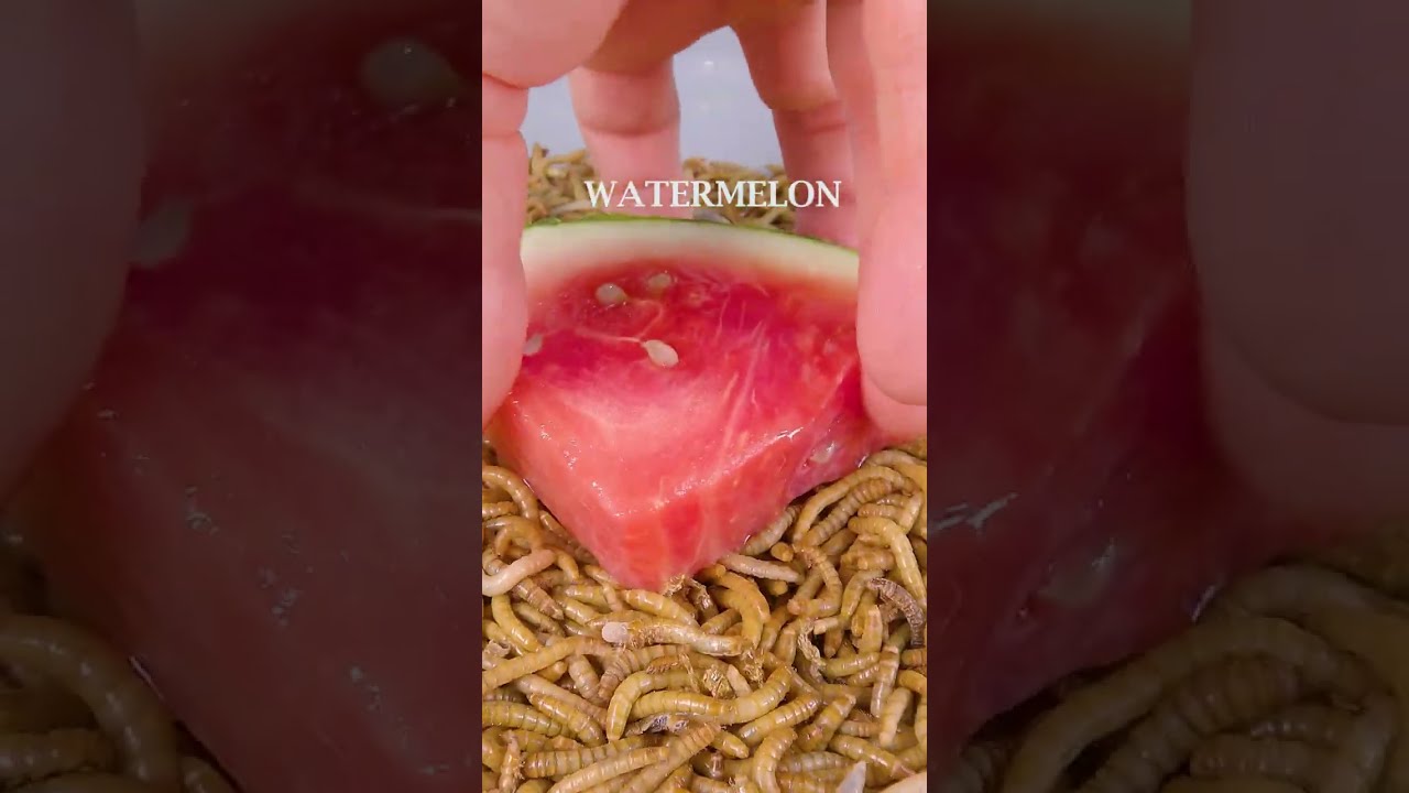 Mealworms vs WATERMELON