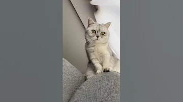 Как понять настроение котика по хвосту #shorts #кот #кошка