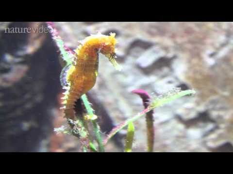 How the seahorse got its shape -- by Nature Video