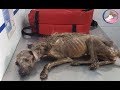 Rescue Poor Starving Dog on The Street in Terrible Condition -Amazing Transformation