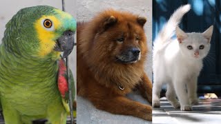 Chow Chow Dog. Albino Cat. Parrot. Pet my Screen PmS SE03E11 by Daniel's Channel - Artegia 728 views 3 years ago 8 minutes, 43 seconds