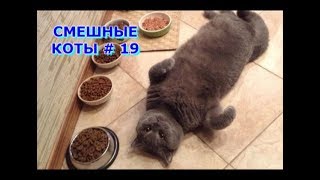 Приколы с кошками и котами #19. Подборка смешных и интересных видео с котиками и кошечками 2017 Приколы с кошками и котами #19. Подборка смешных и интересных видео с котиками и кошечками 2017