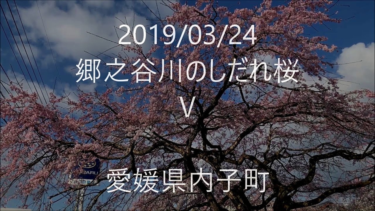 19 03 24 郷之谷川のしだれ桜 見頃 見頃 見頃 愛媛県内子町 Youtube 19 03 24 郷之谷川のしだれ桜 見頃 見頃 見頃 愛媛県内子町 Youtube