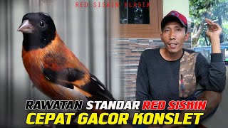 RAWATAN STANDAR RED SISKIN CEPAT GACOR