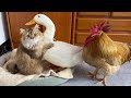 So funny cutethe rooster and the duck compete to sleep with the catreal and wonderful cartoons