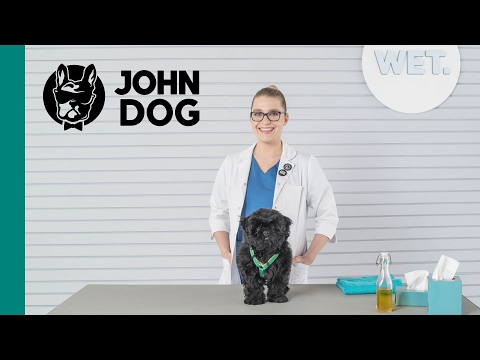 Wideo: Jakie Leki Są Potrzebne Na Przeziębienie Dla Psa