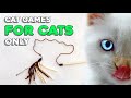 Cat Games for Cats Only