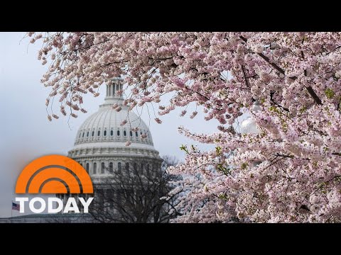 Video: Վաշինգտոն, D.C. Cherry Trees. The Complete Guide