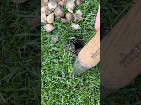 Snowdrops In The Lawn