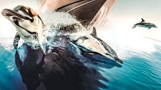 THE DOLPHINS WENT CRAZY FOR OUR YACHT! | VLOG³ 33