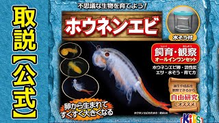 不思議な生物　ホウネンエビを育てよう！