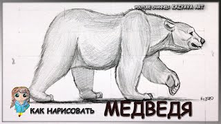 картинка: Как нарисовать медведя в полный рост карандашом.