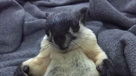 sóc đen côn đảo _Tao đói _đứng lại _......😄😄😄 _ thọ NH