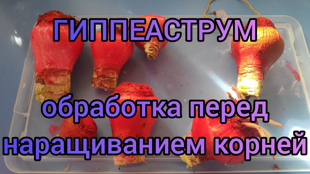 22.03.21.Гиппеаструмы..обработка 