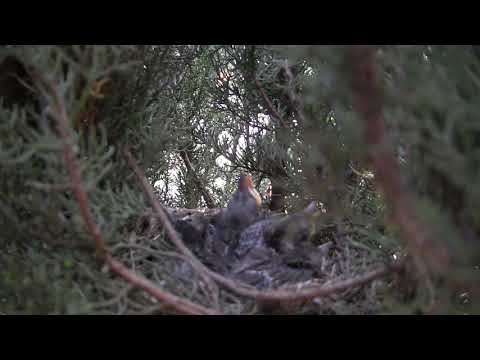 შაშვის პატარა ბახალები....მეორე დაჩეკვა...