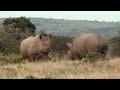 RHINOCEROS NOIR DE NAMIBIE : LEUR DERNIER REFUGE SAUVAGE