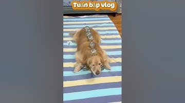 Những tình huống hài hước của các loài động vật đáng yêu PHẦN 32