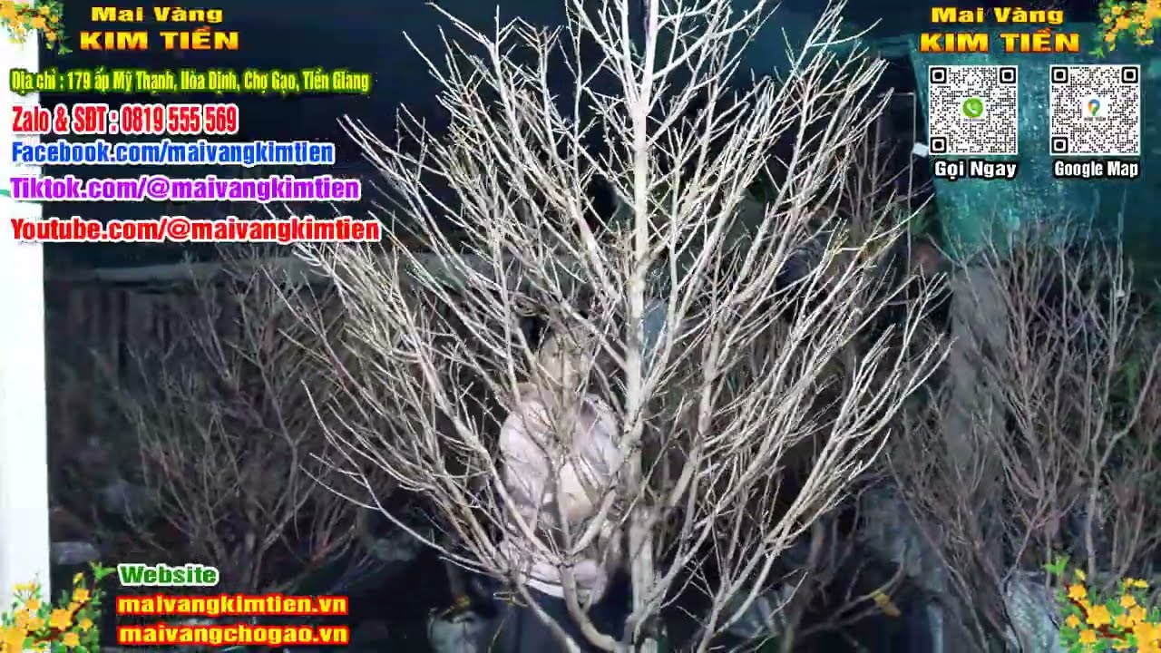 Mai Vàng Nhiều Nụ Đón Tết Bao Ship Toàn Quốc - Mai Vàng Kim Tiền Chợ Gạo