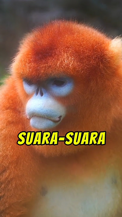 SUARA HEWAN PRIMATA YANG JARANG KAMU DENGAR #dailyfacts #faktaunik #shorts