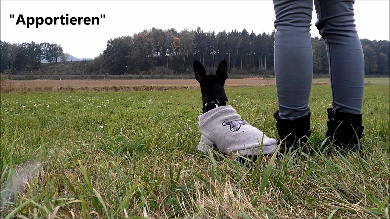 Die besten Tricks von Rattler Flocke