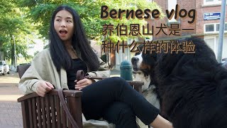 养伯恩山犬是一种什么样的体验  Vlog dog sitting Bernese dogs