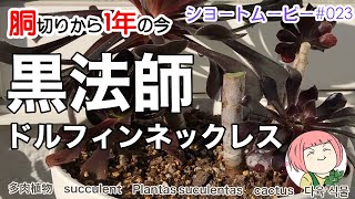 sm23【多肉植物】その後どうなった？1年後の黒法師・ドルフィンネックレスご質問を頂きました