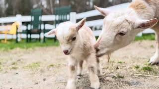 Just newborn goat Eustis…that’s all.