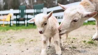 Just newborn goat Eustis…that’s all.
I’m keeping today’s video simple. Some days are so heavy that they demand a return to what is most basic. So here is something beautiful and comforting at its core: A mama goat loving her newborn boy. The sweet murmurs and licks—reassurance that everything is going to be ok. They were meant for baby goat Eustis, but they worked their magic on me. Maybe they will be healing to you as well.
Cinnamon kidded early this morning with two babies. We knew immediately that one of them wasn’t going to make it. 16 years into living with goats, the loss part of it really never gets much easier. We know more, understand that we are not always in control and blame ourselves less, but knowing how unique each one of these joyful little creatures are, it is always difficult to lose one.
So today I focused on the small things. Reminding myself that even on hard days, there is always so much good in the world. Sometimes we like to simplify the complexity of love and loss, good and evil, joy and sadness into separate compartments, but nature always reminds us that neither operates in a vacuum and that all of these always exist at once.
I tucked myself into bed early tonight, worn out from the unexpected turns of the day. On the barn cam on my bedside table I can see baby Eustis and Cinnamon moving in their dark stall, settling in for their first night together. I can hear the peepers singing in the woods behind the barn. I am filled with gratitude and sadness, and somehow feel lucky that there is room for both.
Thanks for visiting farm friends.
Read more about our Farm philosophy and check out our live barn cam here: http://www.sunflowerfarm.info/sunflowerfarmlivefeed Just newborn goat Eustis…that’s all.