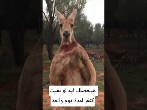 هيحصلك إيه لو بقيت كنغر يوم واحد معلومات اكسبلور    معلومات غريبة