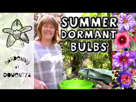 Video: Romulea Iris Info: Lär dig om att odla romuleor i trädgården