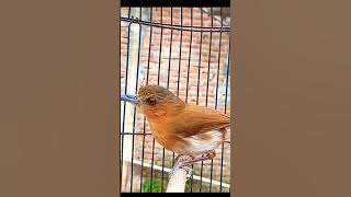 Suara Pelanduk Bukit