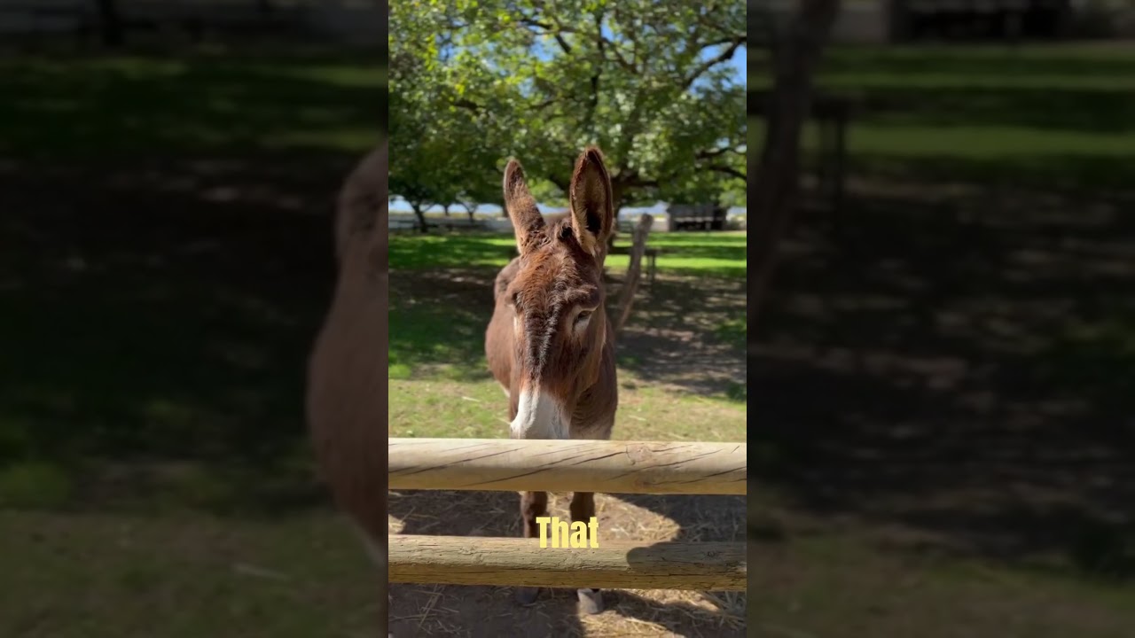 Amazing Donkey Facts  | The Intelligent & Loyal Animal   