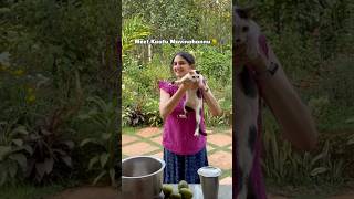 Mango Sasive | Authentic Karnataka Style Wild Mango Recipe | Wild Mango Sasive Recipe #mangoseason