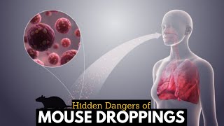 Discover the Dangers of Mouse Droppings and How to Stay Safe